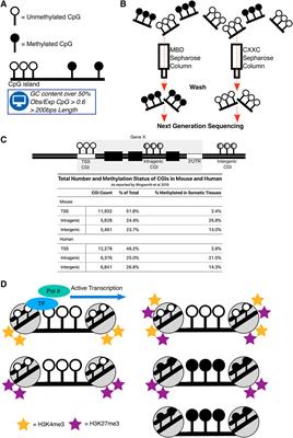 Intragenic CpG Islands and Their Impact on Gene Regulation